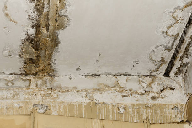 Professional Mold Removal in New Hartford Center, CT