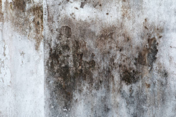  New Hartford Center, CT Mold Removal Pros