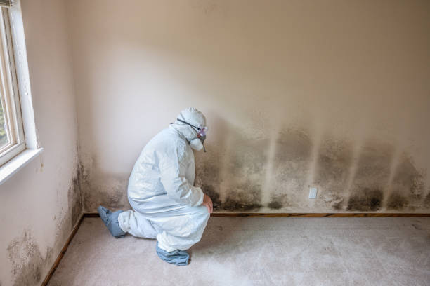 Best Basement Mold Removal  in New Hartford Center, CT