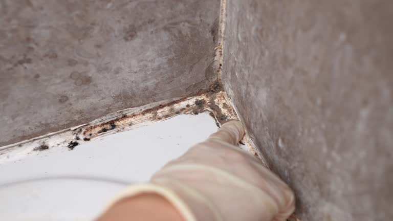 Best Residential Mold Inspection & Testing  in New Hartford Center, CT